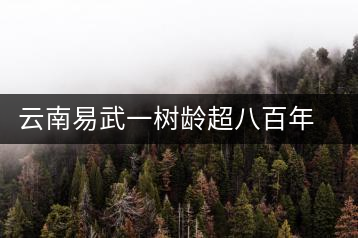 云南易武一樹齡超八百年古茶樹死亡，當(dāng)?shù)卦磕杲M織村民拜謁