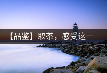 【品鑒】取茶，感受這一輪鳳起古茶的魅力