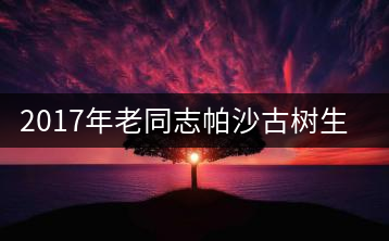 2017年老同志帕沙古樹(shù)生茶即將上市