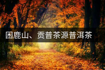 困鹿山、貢普茶源普洱茶羊城受熱捧