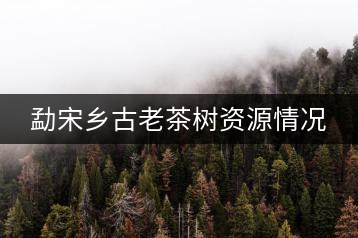 勐宋鄉(xiāng)古老茶樹(shù)資源情況