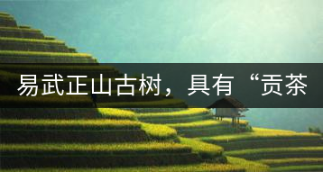 易武正山古樹(shù)，具有“貢茶范”