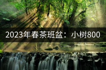 2023年春茶班盆：小樹800元／公斤，古樹1600-2200元／公斤