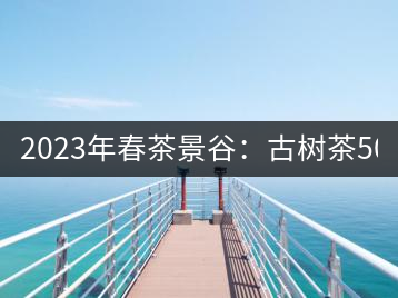 2023年春茶景谷：古樹茶500-600元／公斤，紫芽茶300-480元／公斤，白芽茶1200-2000元／公斤。