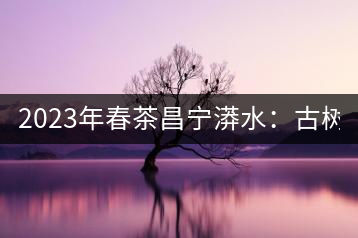 2023年春茶昌寧漭水：古樹混采純料480-600元／公斤，大樹360-420元／公斤，臺地260-300元／公斤，古樹單株均價880-1200元／公斤。