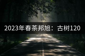 2023年春茶邦旭：古樹120-160元／公斤