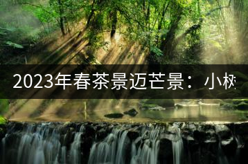 2023年春茶景邁芒景：小樹200元／公斤，古樹：600-800元／公斤