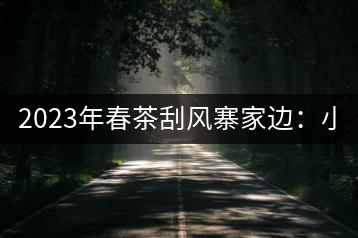 2023年春茶刮風(fēng)寨家邊：小樹400-500，古樹1000-1600元／公斤