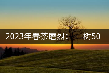 2023年春茶磨烈： 中樹500-600元／公斤，古樹混采：2200-2600元／公斤
