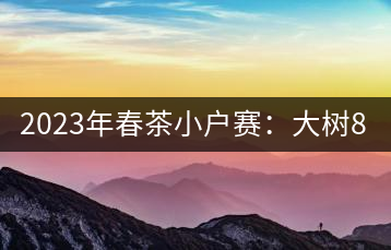2023年春茶小戶賽：大樹800元／公斤，古樹1200-1300元／公斤