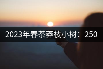 2023年春茶莽枝小樹：250元／公斤， 古樹：1000-1200元／公斤