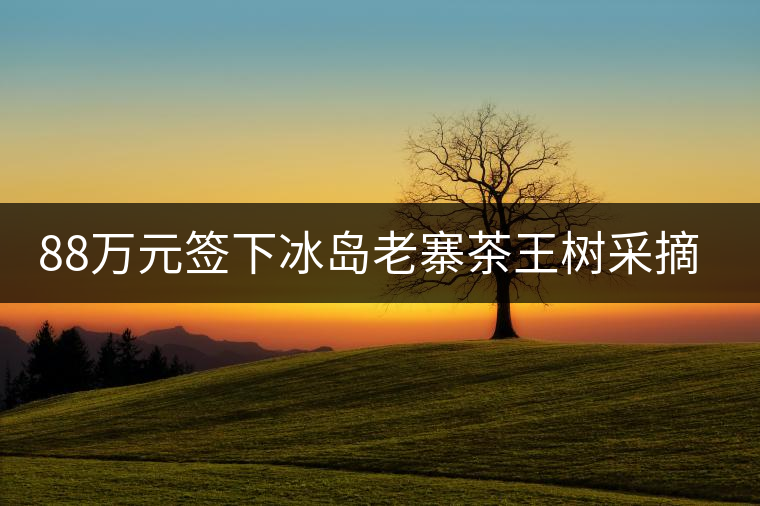 88萬(wàn)元簽下冰島老寨茶王樹(shù)采摘權(quán)，誰(shuí)說(shuō)這是“競(jìng)價(jià)交易”？