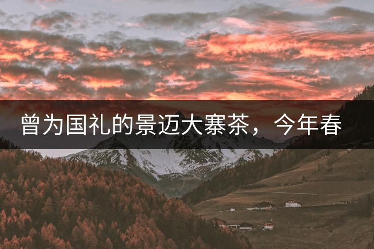 曾為國禮的景邁大寨茶，今年春茶性價(jià)比依舊高