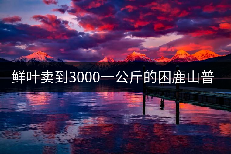 鮮葉賣(mài)到3000一公斤的困鹿山普洱茶，口感如何？