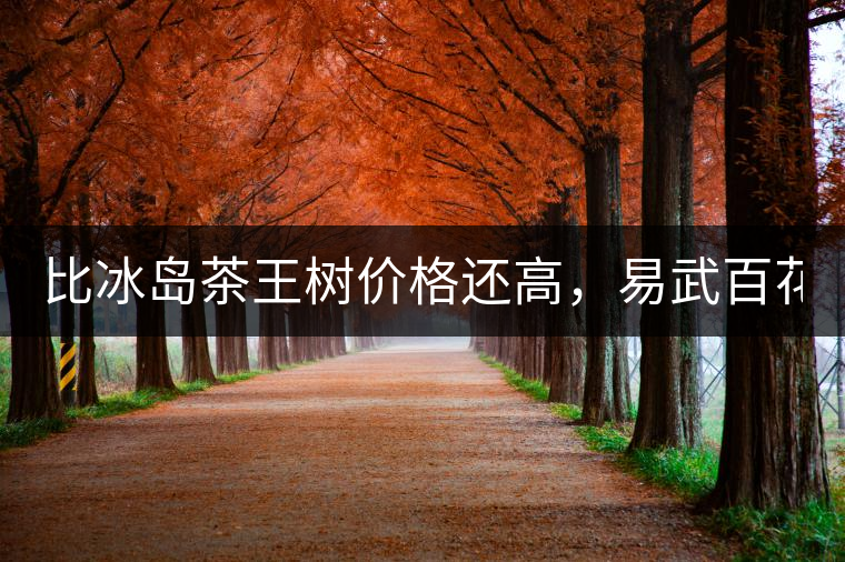 比冰島茶王樹(shù)價(jià)格還高，易武百花潭高桿古樹(shù)茶以100萬(wàn)成...比冰島茶王樹(shù)價(jià)格還高，易武百花潭高桿古樹(shù)茶以100萬(wàn)成交