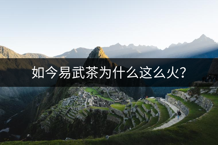如今易武茶為什么這么火？