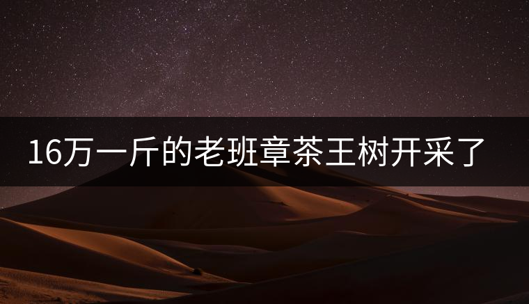 16萬一斤的老班章茶王樹開采了，茶友果斷拉了一車現(xiàn)金去...16萬一斤的老班章茶王樹開采了，茶友果斷拉了一車現(xiàn)金去！