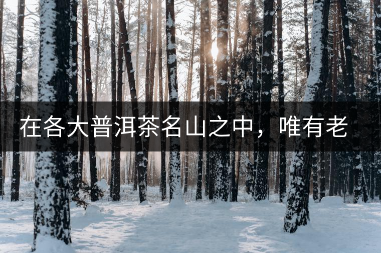 在各大普洱茶名山之中，唯有老曼峨古樹茶才能稱得上戰(zhàn)狼