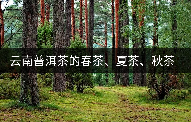 云南普洱茶的春茶、夏茶、秋茶的采摘時間及其特點(diǎn)