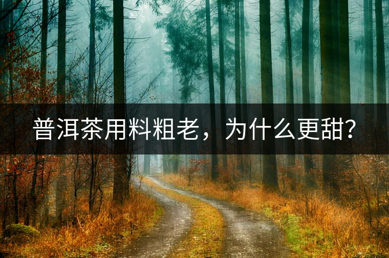 普洱茶用料粗老，為什么更甜？