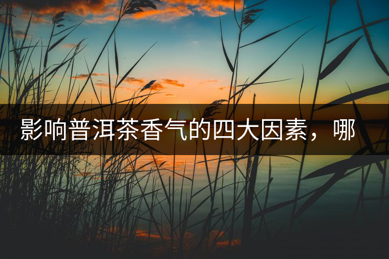 影響普洱茶香氣的四大因素，哪一個影響最大？