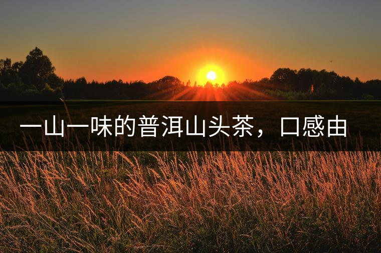 一山一味的普洱山頭茶，口感由這些因素決定