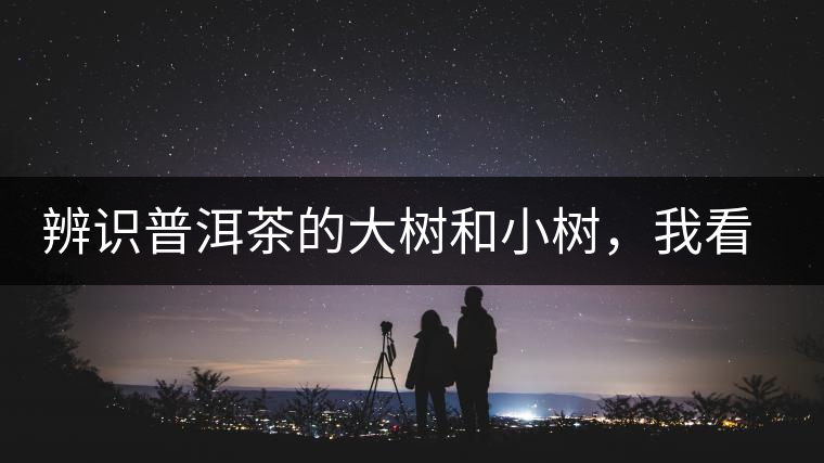 辨識(shí)普洱茶的大樹和小樹，我看這篇最靠譜