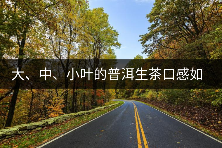 大、中、小葉的普洱生茶口感如何辨別？