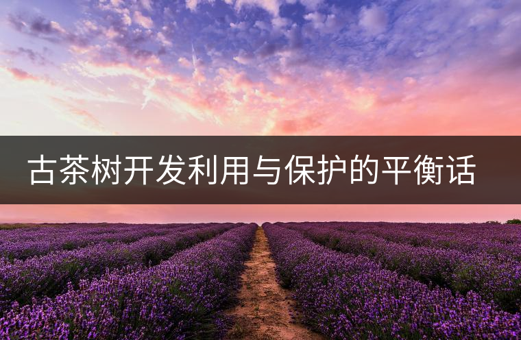 古茶樹開發(fā)利用與保護(hù)的平衡話題再次引人關(guān)注