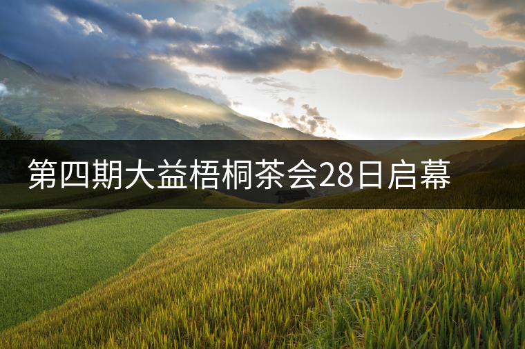 第四期大益梧桐茶會28日啟幕 益友共聚昆明植物園閑聊茶與禪