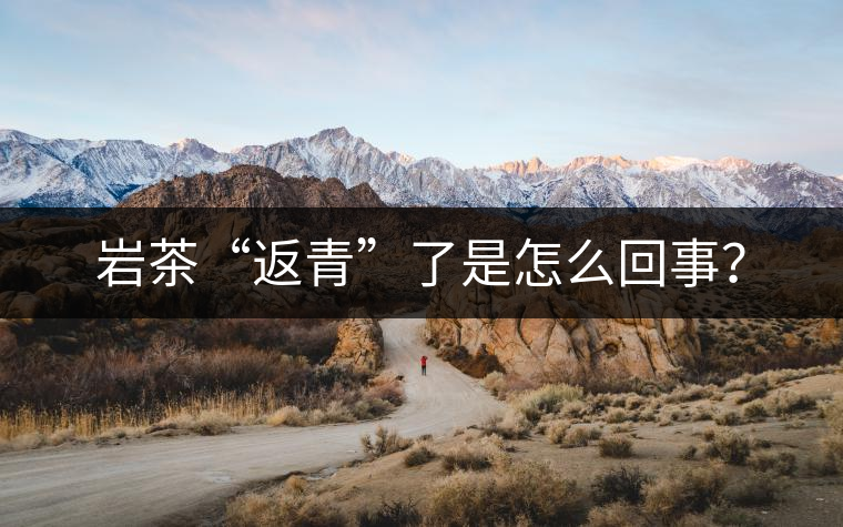 巖茶“返青”了是怎么回事？