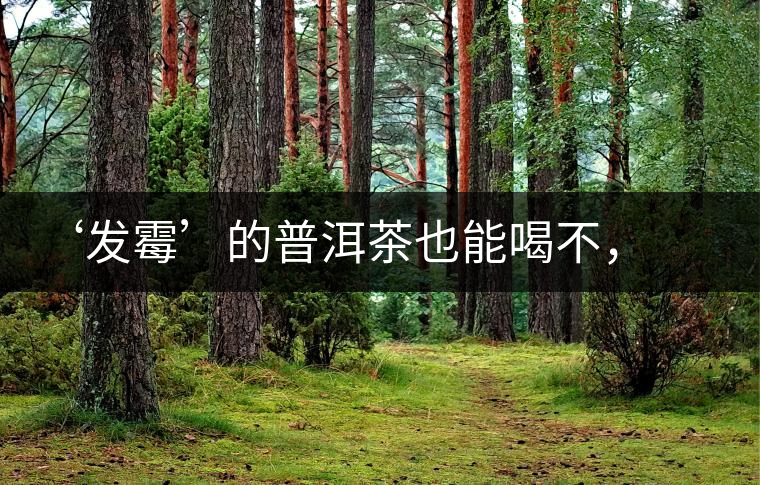 ‘發(fā)霉’的普洱茶也能喝不，看科學(xué)解釋