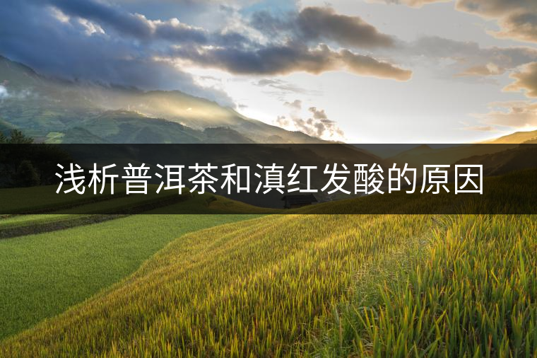 淺析普洱茶和滇紅發(fā)酸的原因 淺析普洱茶和滇紅發(fā)酸的原因