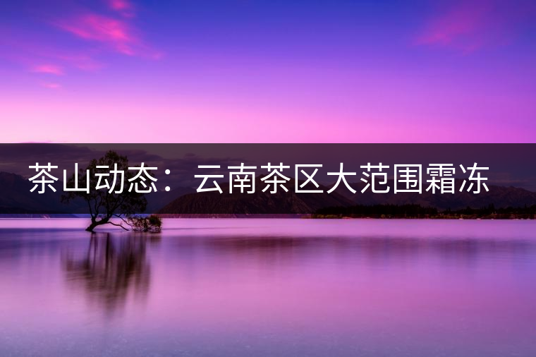 茶山動態(tài)：云南茶區(qū)大范圍霜凍 明春茶葉產(chǎn)量堪憂