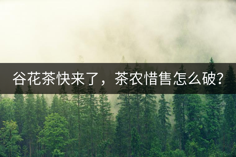 谷花茶快來了，茶農(nóng)惜售怎么破？