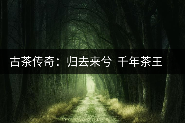 古茶傳奇：歸去來(lái)兮  千年茶王在云南