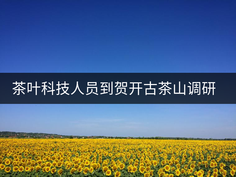 茶葉科技人員到賀開(kāi)古茶山調(diào)研古茶樹(shù)資源
