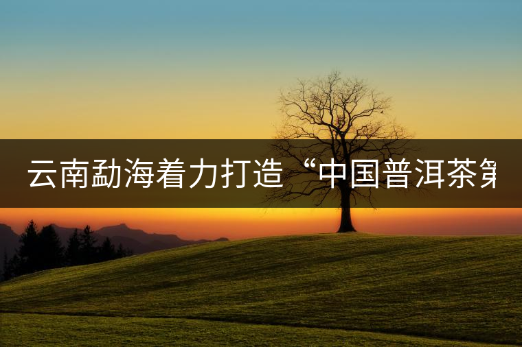 云南勐海著力打造“中國普洱茶第一縣”