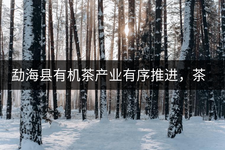 勐?？h有機(jī)茶產(chǎn)業(yè)有序推進(jìn)，茶產(chǎn)業(yè)已成為第一支柱產(chǎn)業(yè)