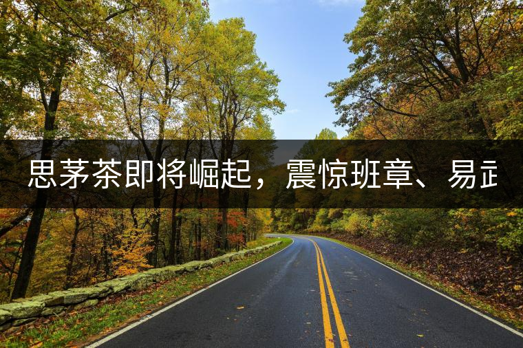 思茅茶即將崛起，震驚班章、易武！