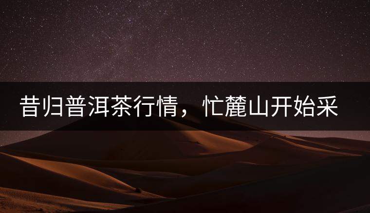 昔歸普洱茶行情，忙麓山開始采制春茶