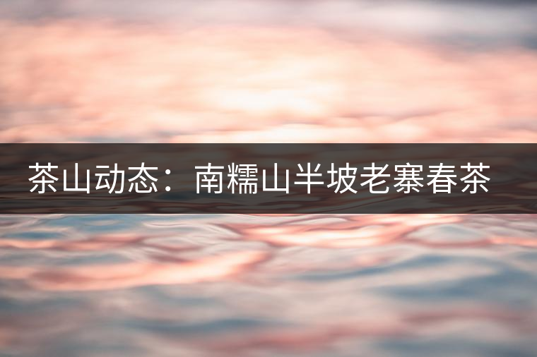 茶山動態(tài)：南糯山半坡老寨春茶鮮葉收購啟動