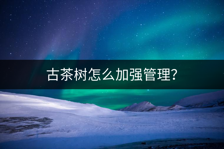 古茶樹怎么加強(qiáng)管理？