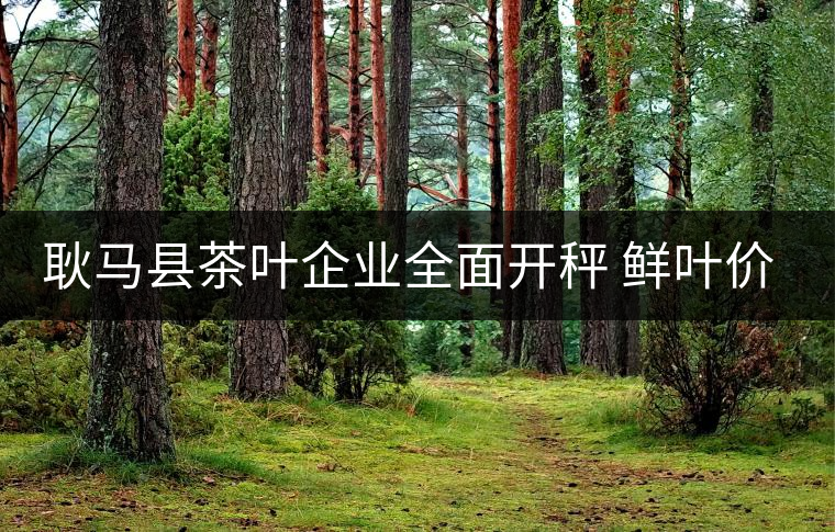 耿馬縣茶葉企業(yè)全面開(kāi)秤 鮮葉價(jià)格上漲