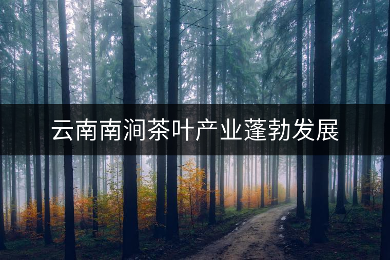 云南南澗茶葉產(chǎn)業(yè)蓬勃發(fā)展 云南南澗茶葉產(chǎn)業(yè)蓬勃發(fā)展