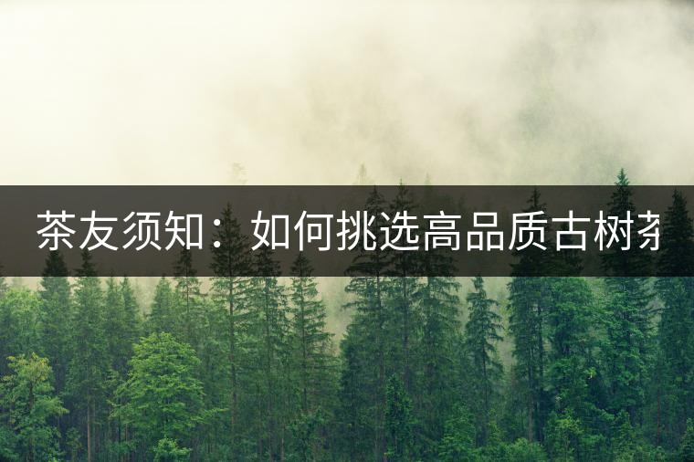 茶友須知：如何挑選高品質(zhì)古樹(shù)茶？