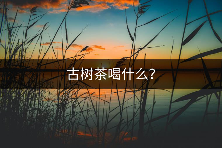 古樹茶喝什么？