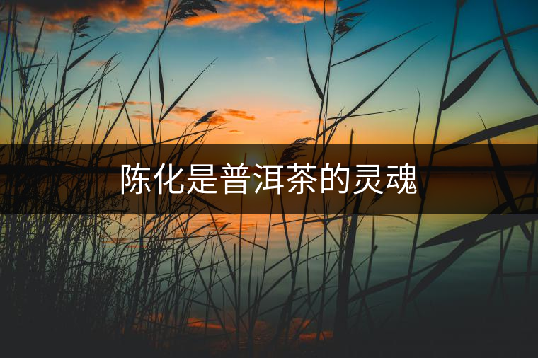 陳化是普洱茶的靈魂