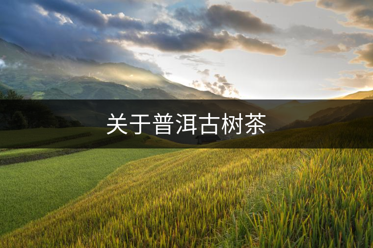 關(guān)于普洱古樹(shù)茶 關(guān)于普洱古樹(shù)茶