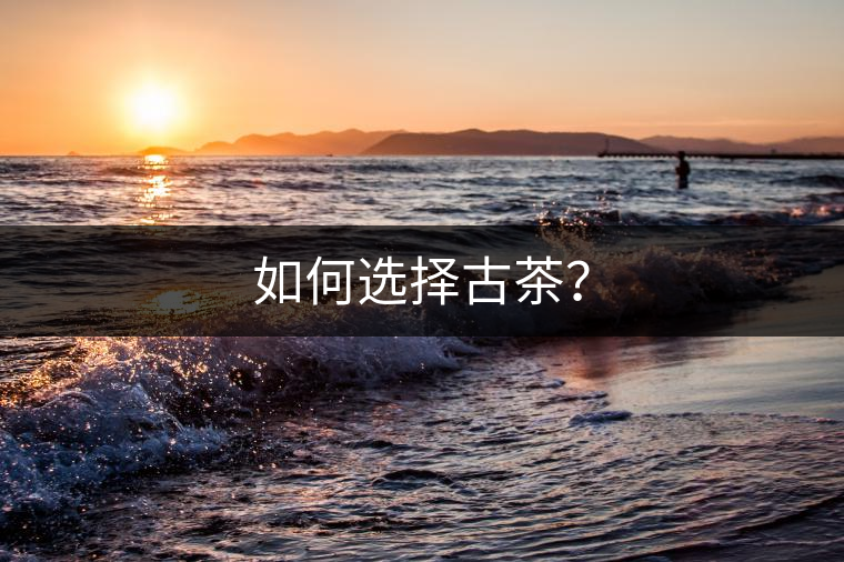 如何選擇古茶？